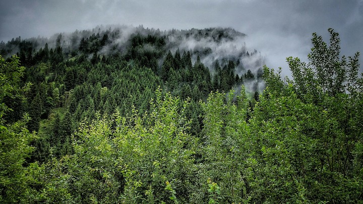 forest