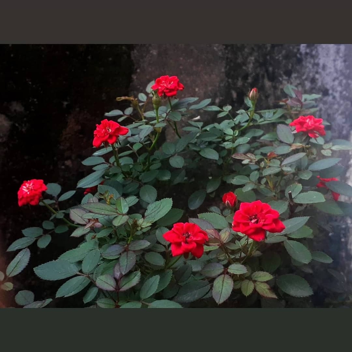 Rose plant