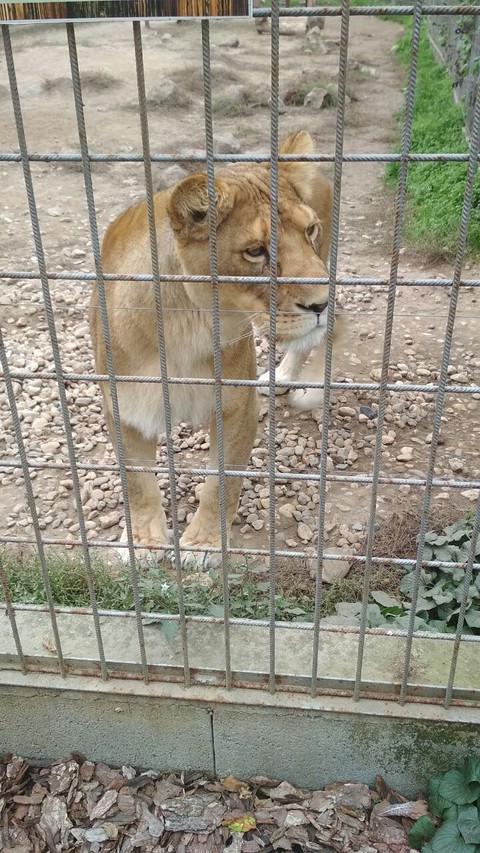 lion
