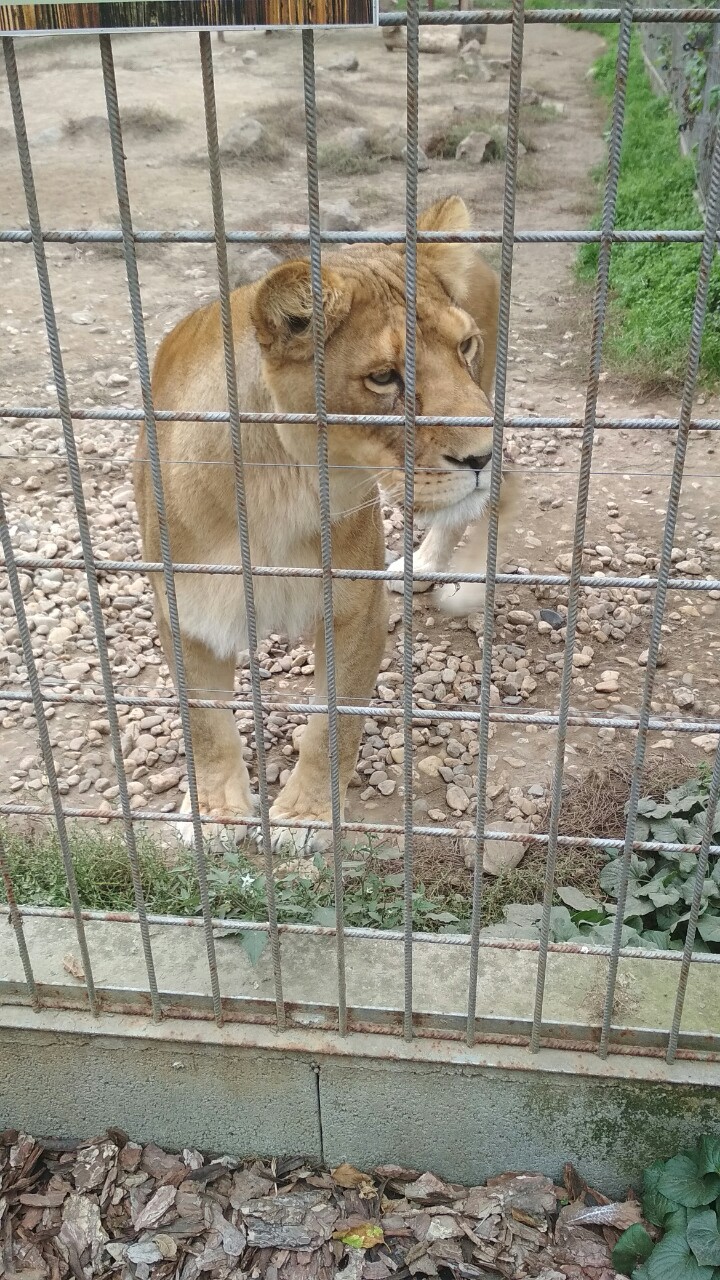 lion