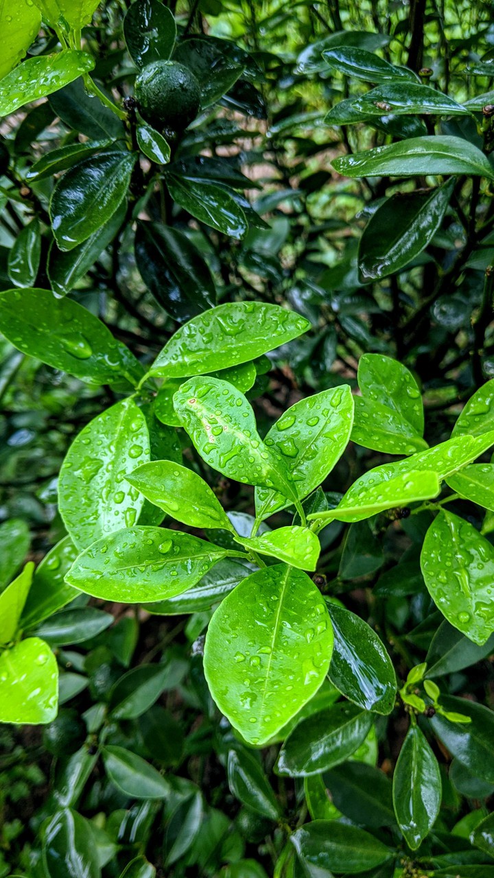 after rainfall