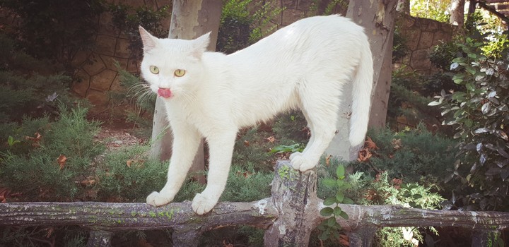 animal