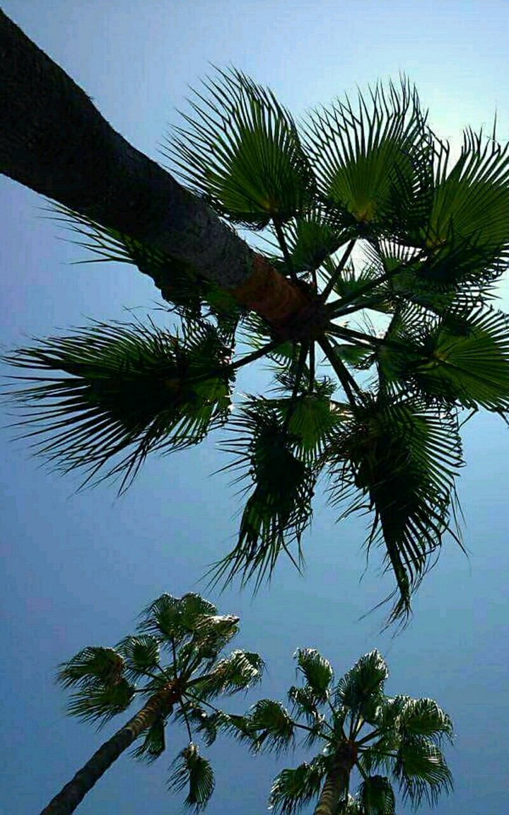 Palm trees