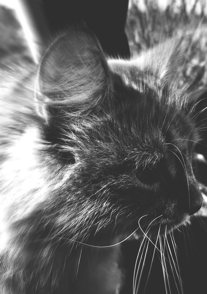 Red cat