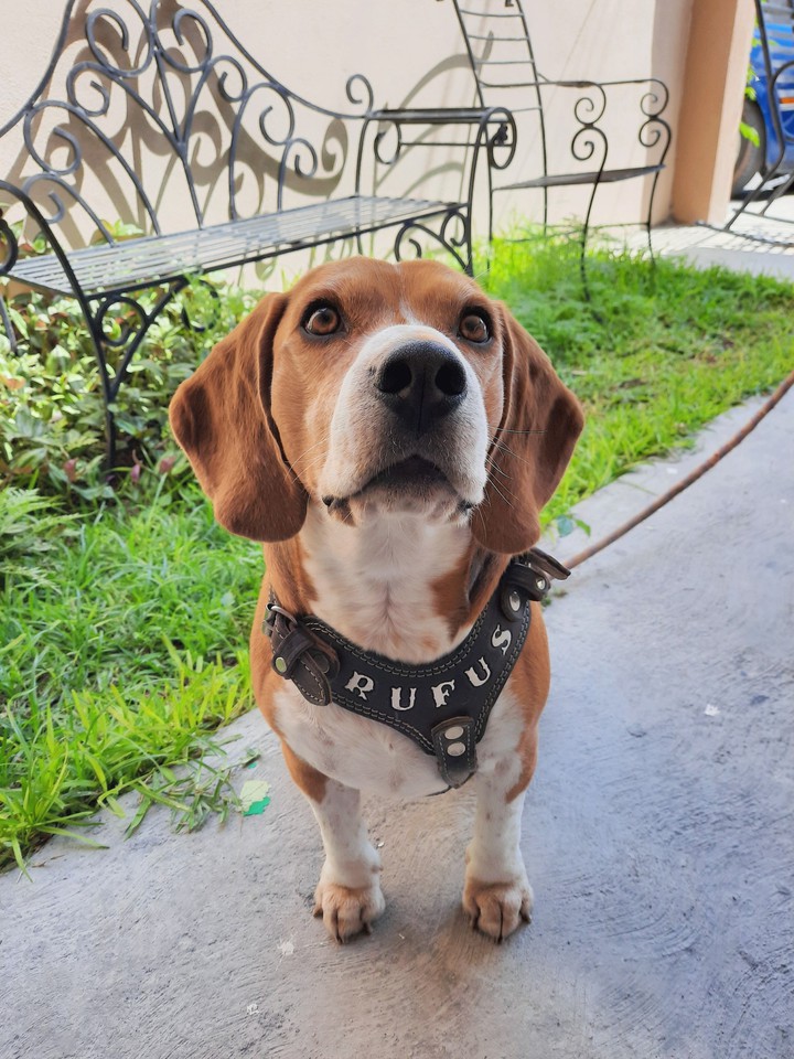 Rufus