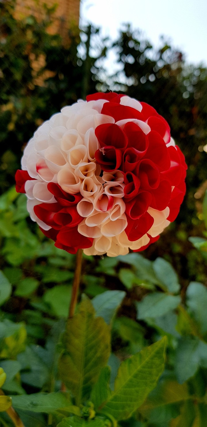 Dahlia