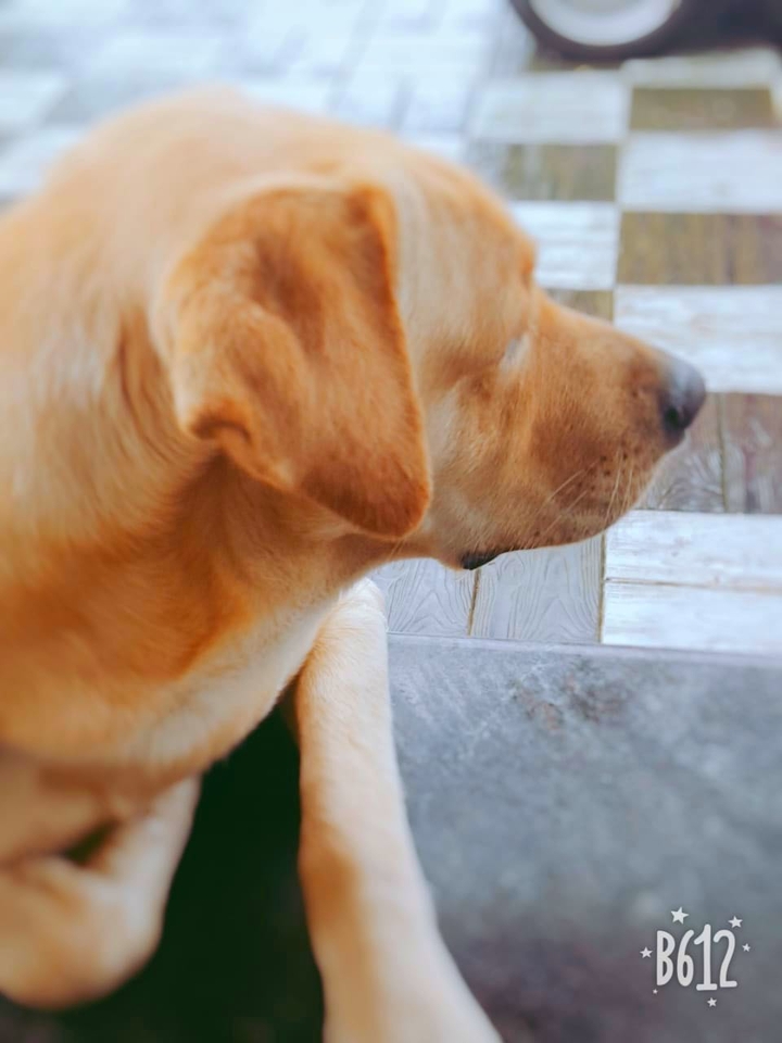 Labrador #rockey