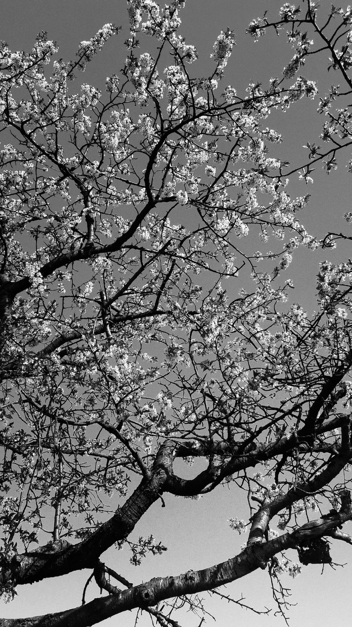 Baumblüte 2
