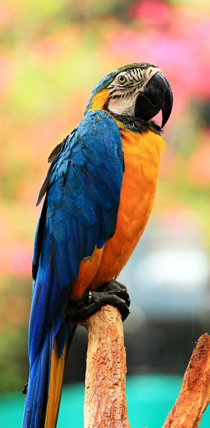Parrot