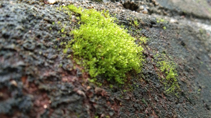 green colour