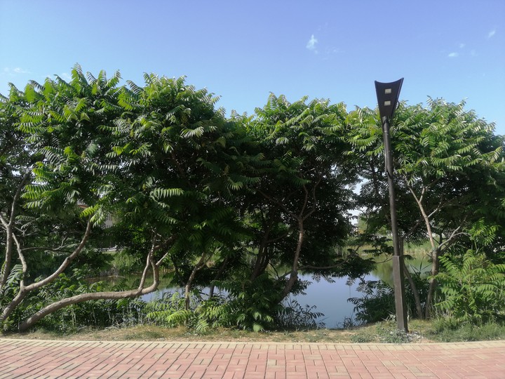 аллея для прогулки, walking alley