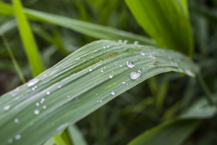 After rain