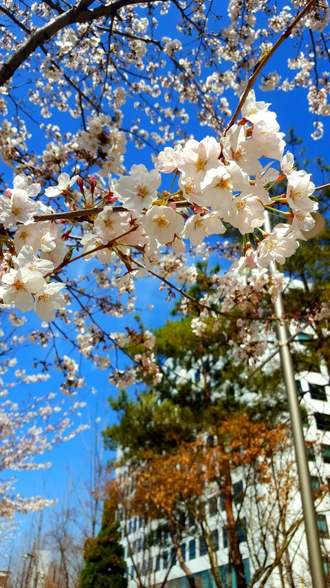 Cherry blossoms