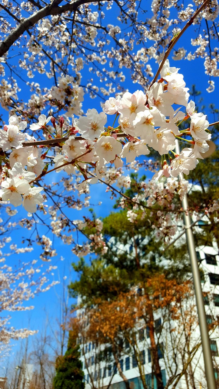 Cherry blossoms