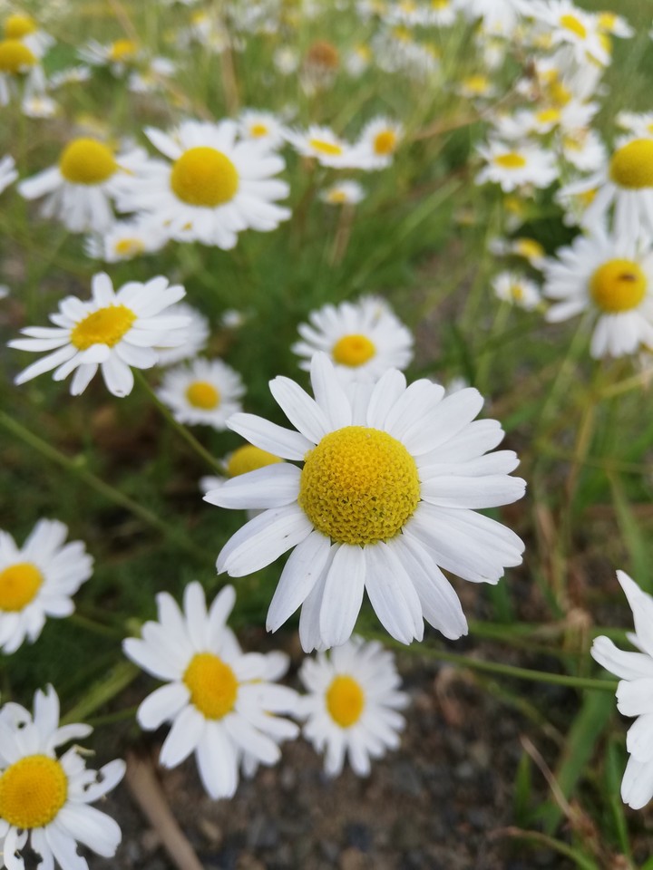 flower from natural