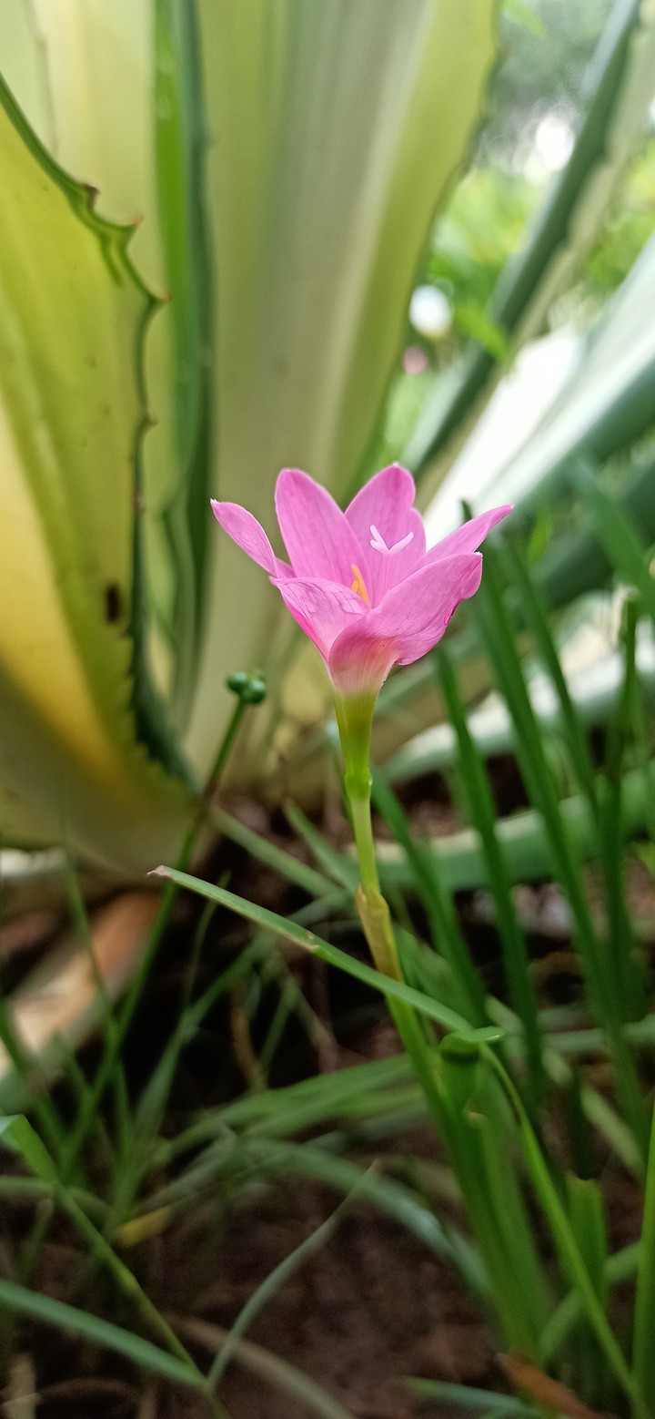 pink