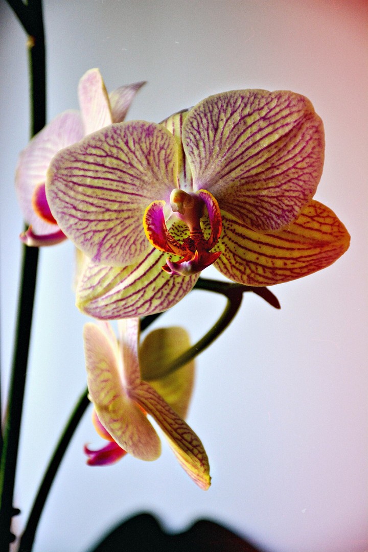 Orchid