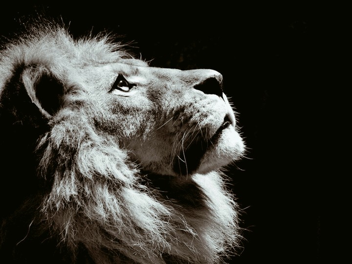 gentle lion