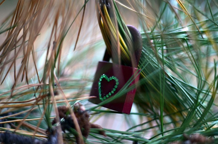 Forest. Love