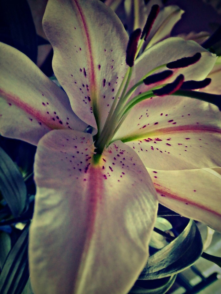 flower