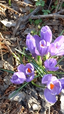 spring flowers