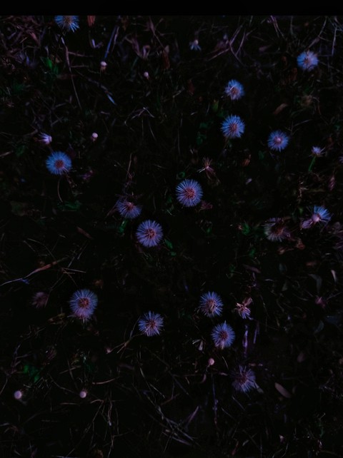purple, violet wallpapers