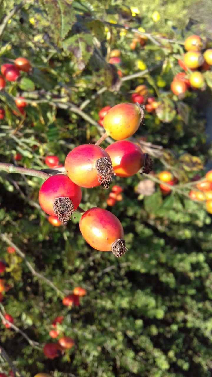 rosehip