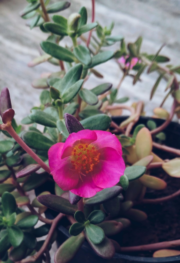 table rose
