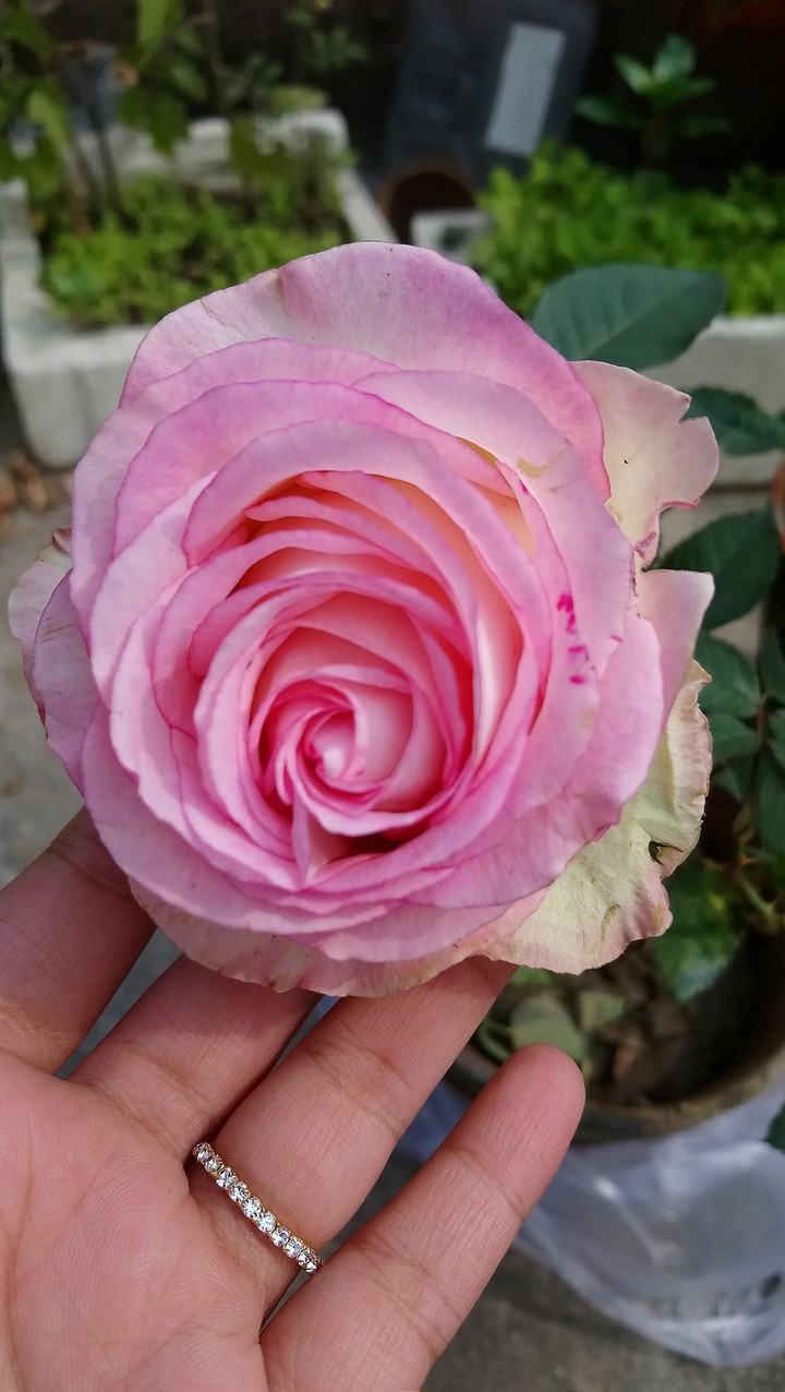 Garden Rose.