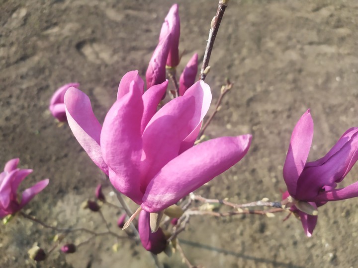 magnolia