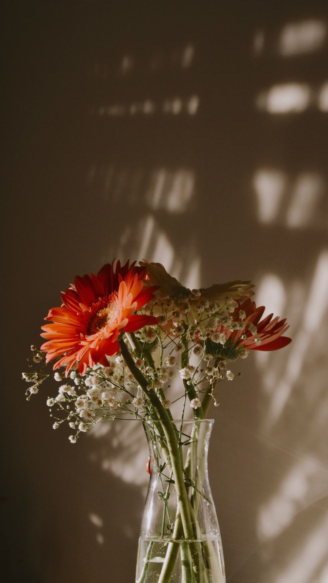 обои flower, pink