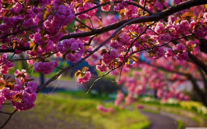 flowers...