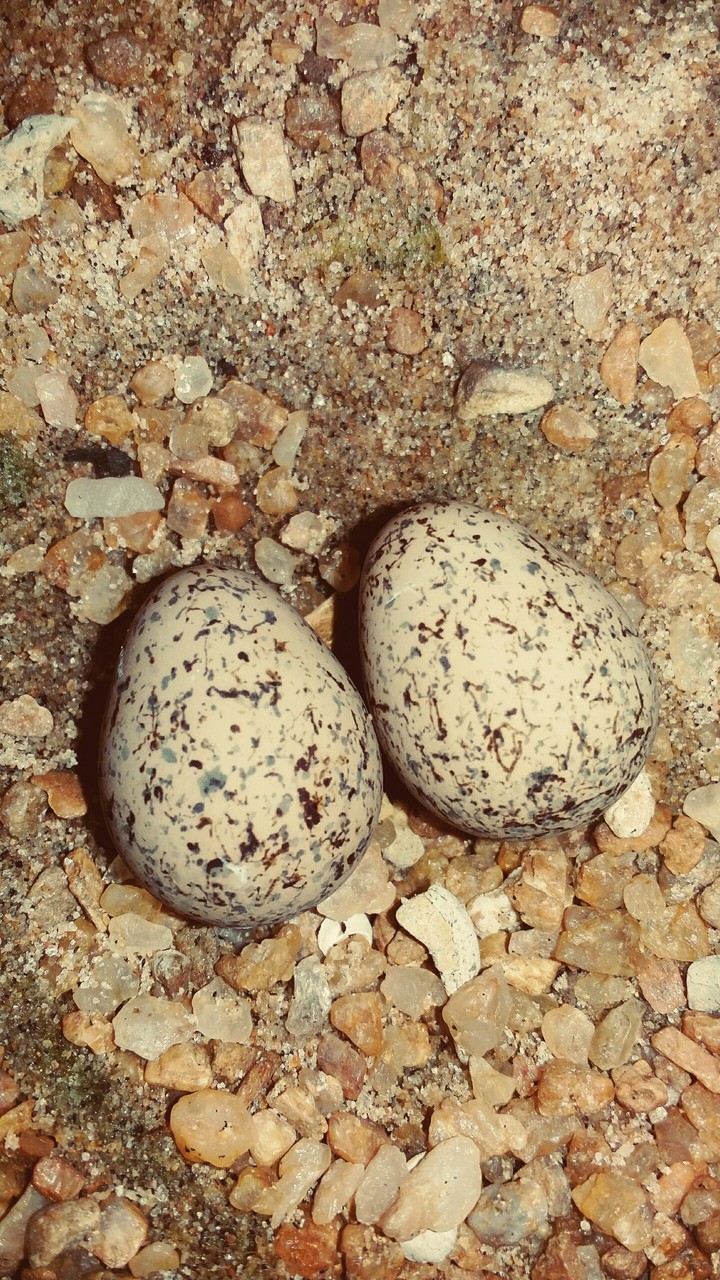 snake egg