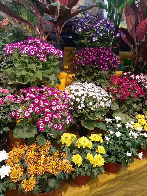 flowers