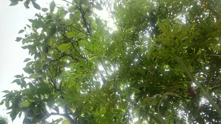 Tree leaves