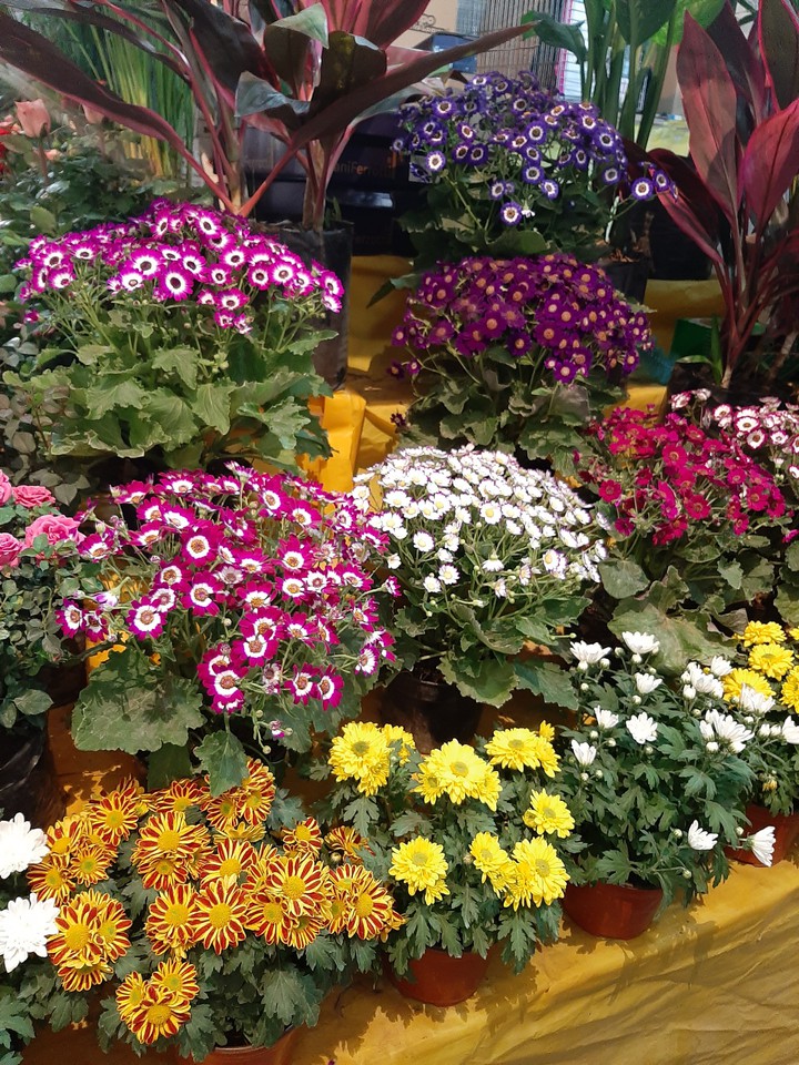 flowers