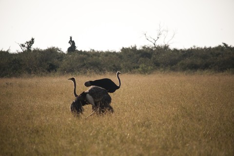 Animal