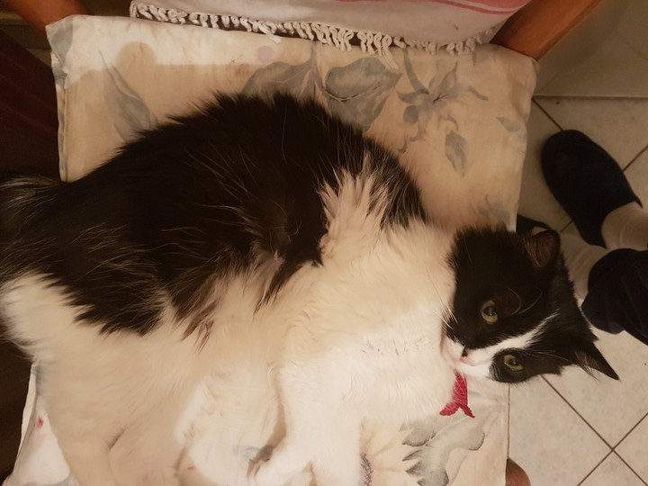 maya