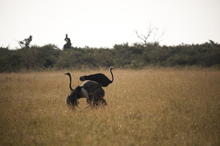 Animal