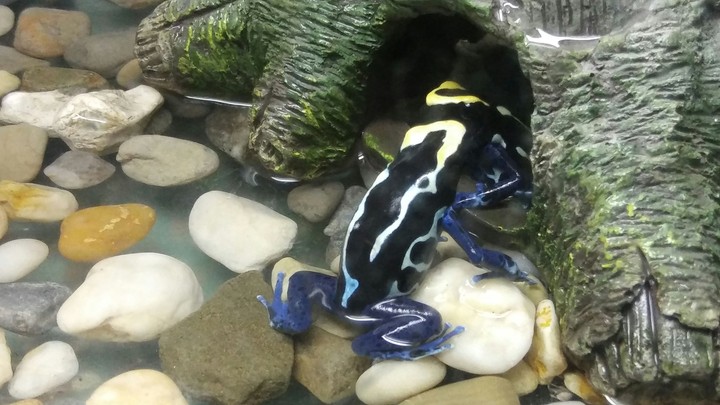 Blue Tree Frog, Cape May Zoo