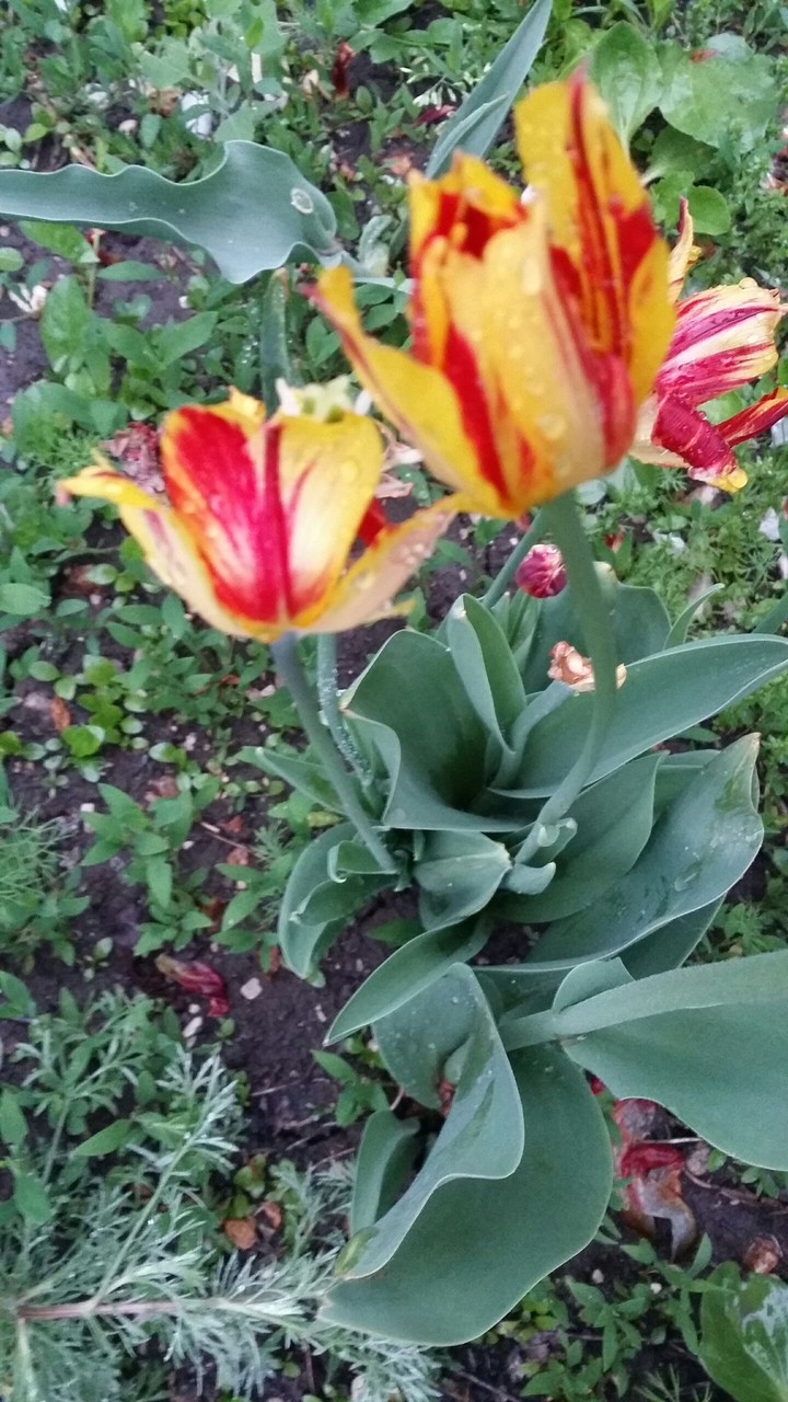 Flowers in my garden