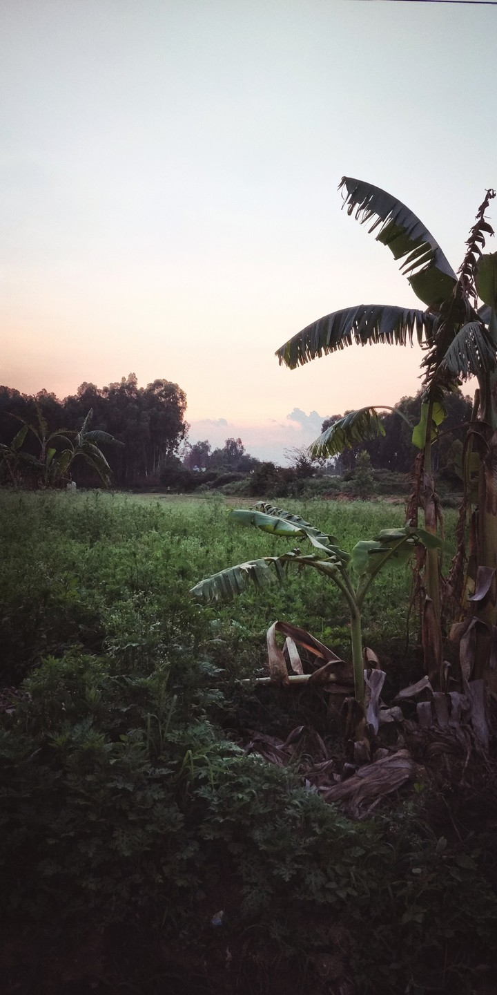 Nature