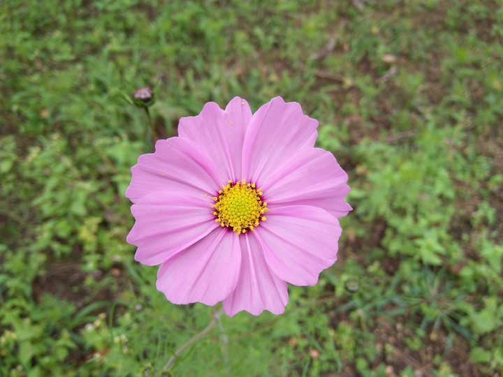 Happy Rose