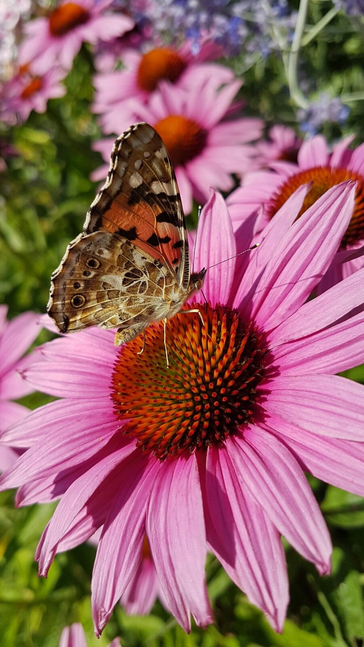 butterfly on flower