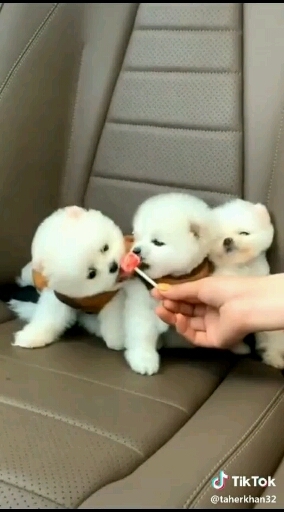 Tooooo cuteeeeee
