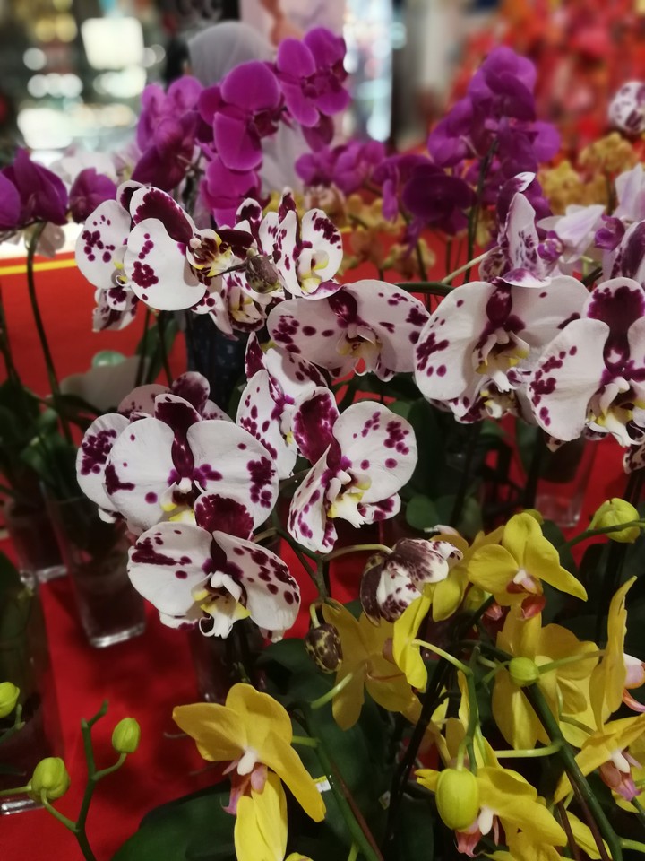 flowers