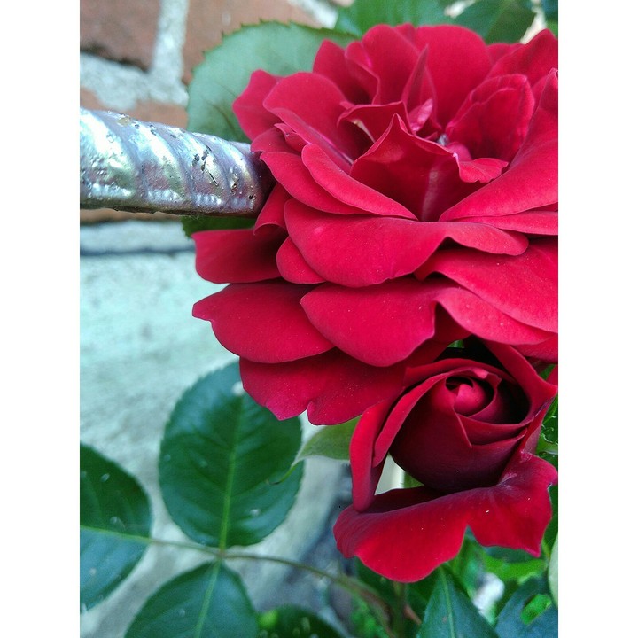 roses