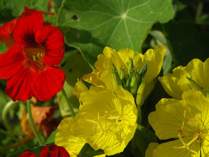 flowers