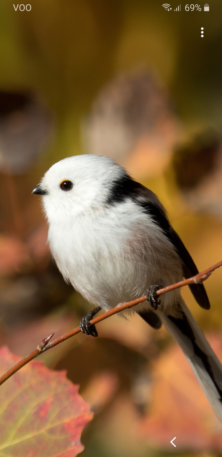 bird