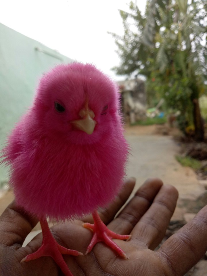sanjit